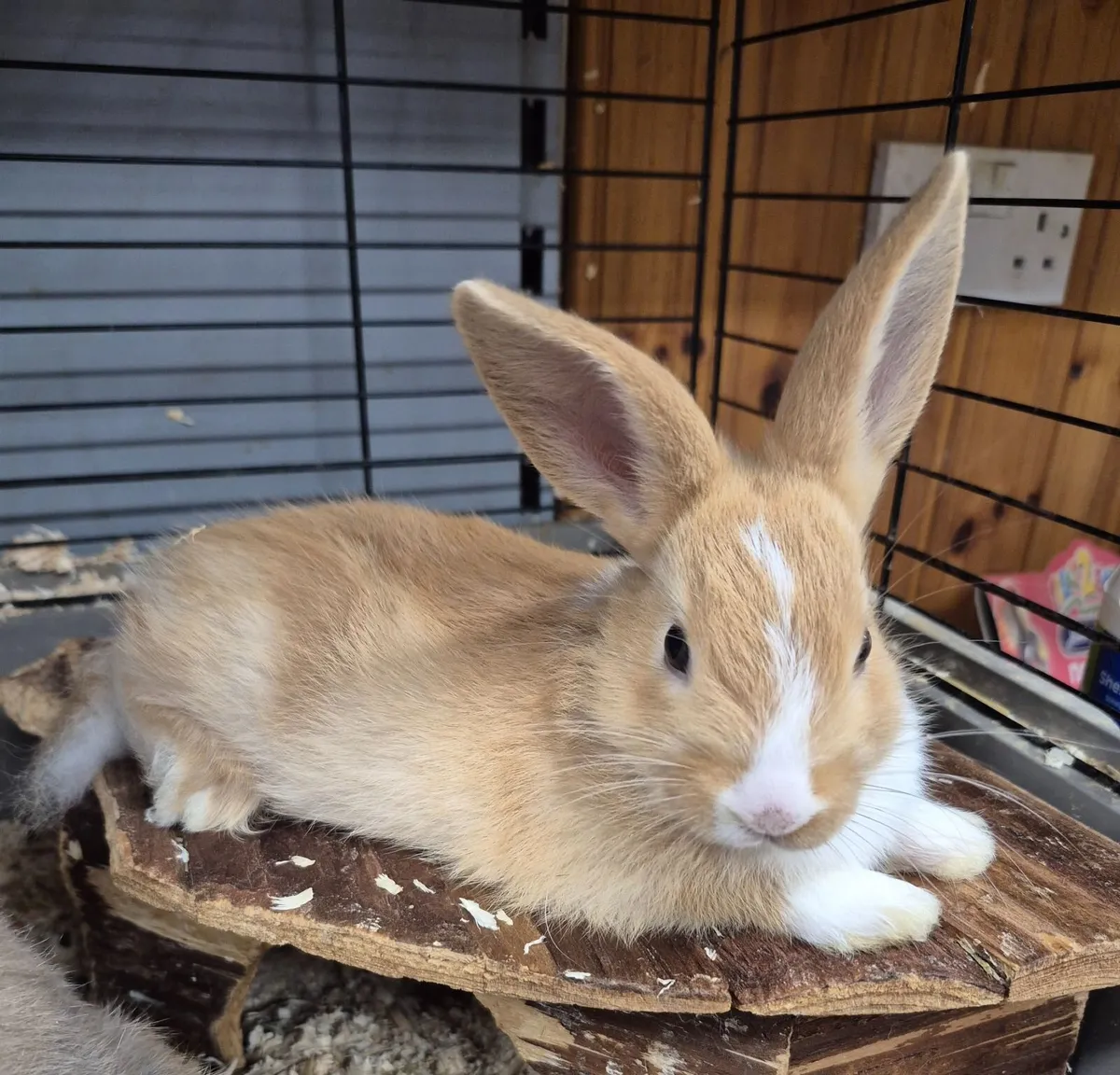 Baby bunnies - Image 1