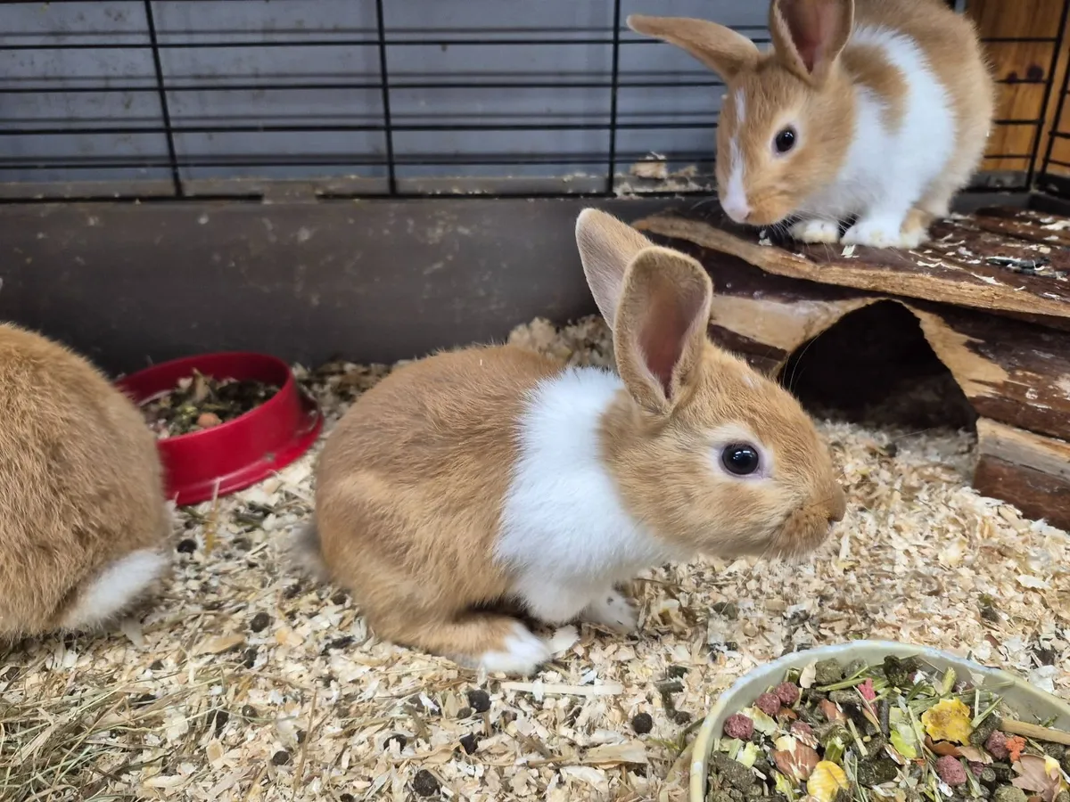Baby bunnies - Image 2