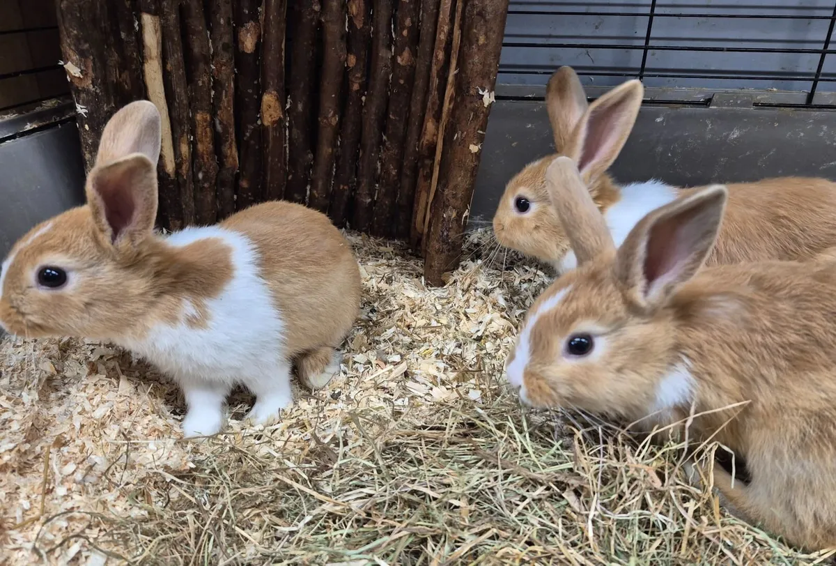 Baby bunnies - Image 3