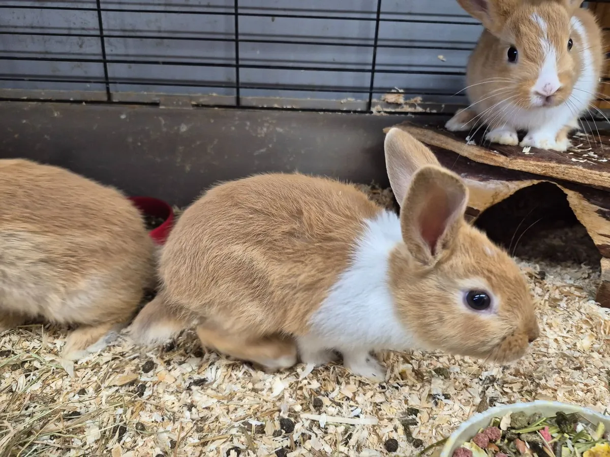 Baby bunnies - Image 4