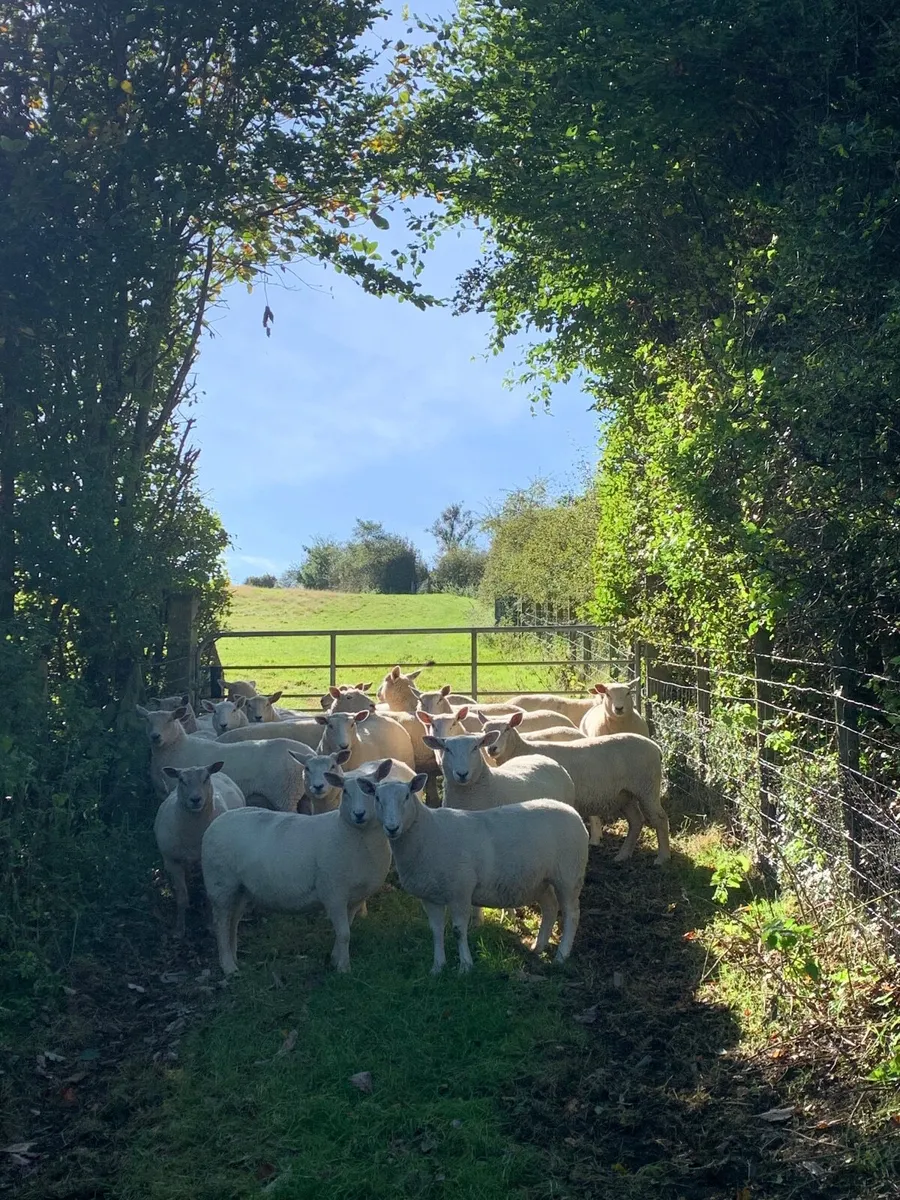 Charollais  cross Hoggets