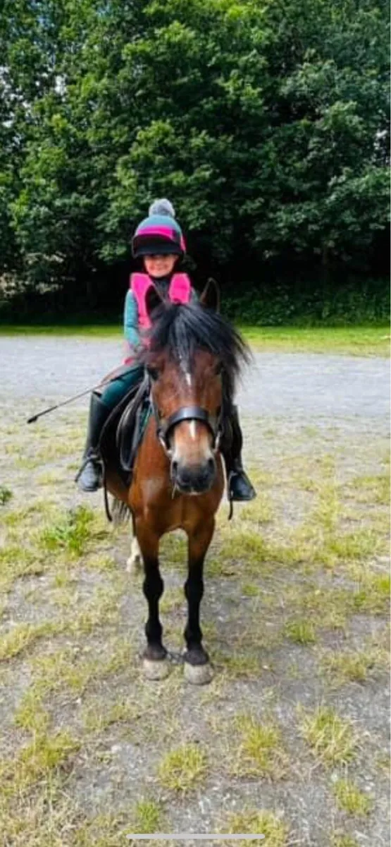 Show Pony - Image 1
