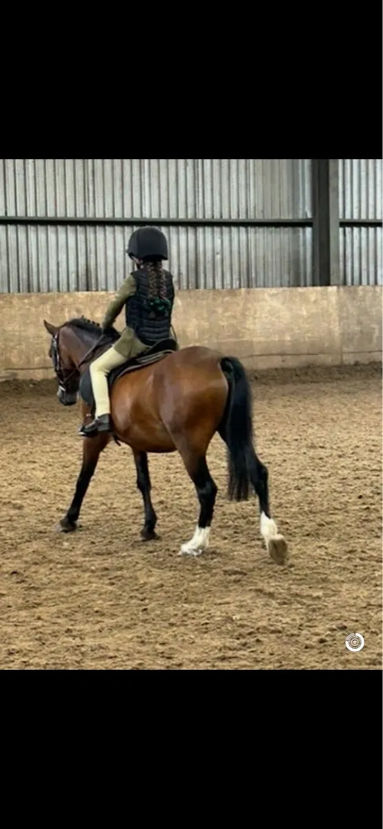 Show Pony - Image 2