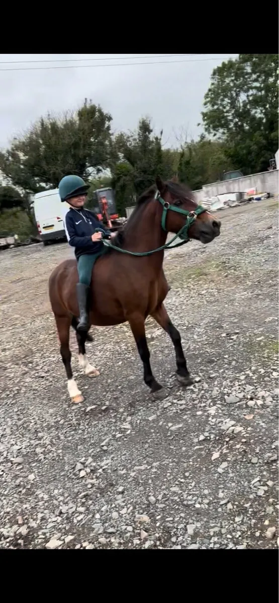 Show Pony - Image 4