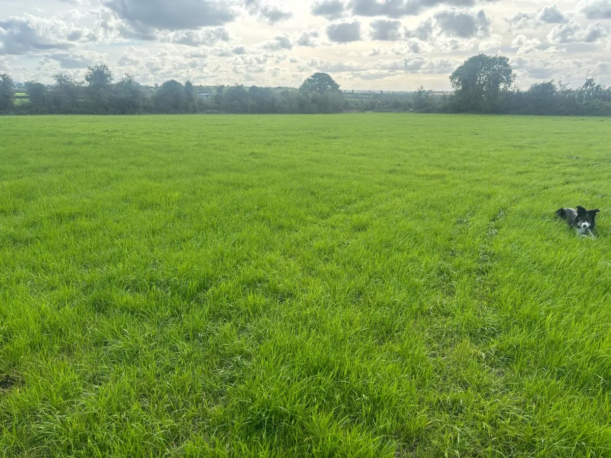 Hay and Haylage - Image 4