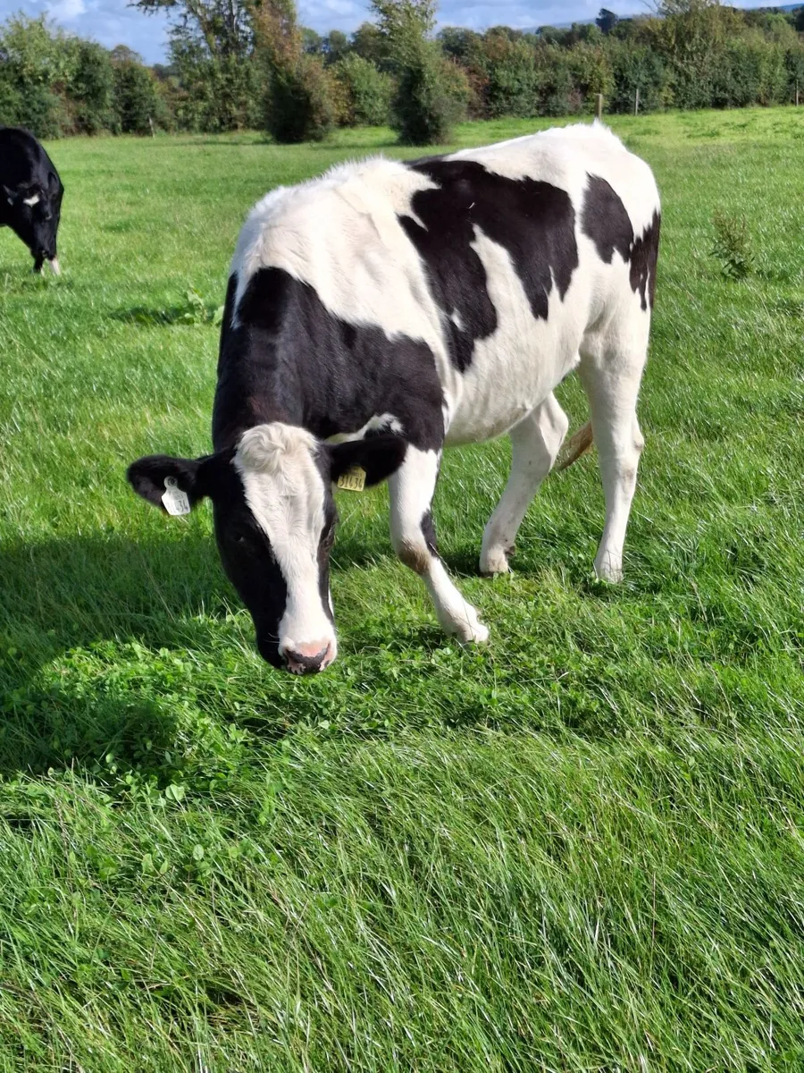 6 in calf Hol/Fr Hfrs - Image 3