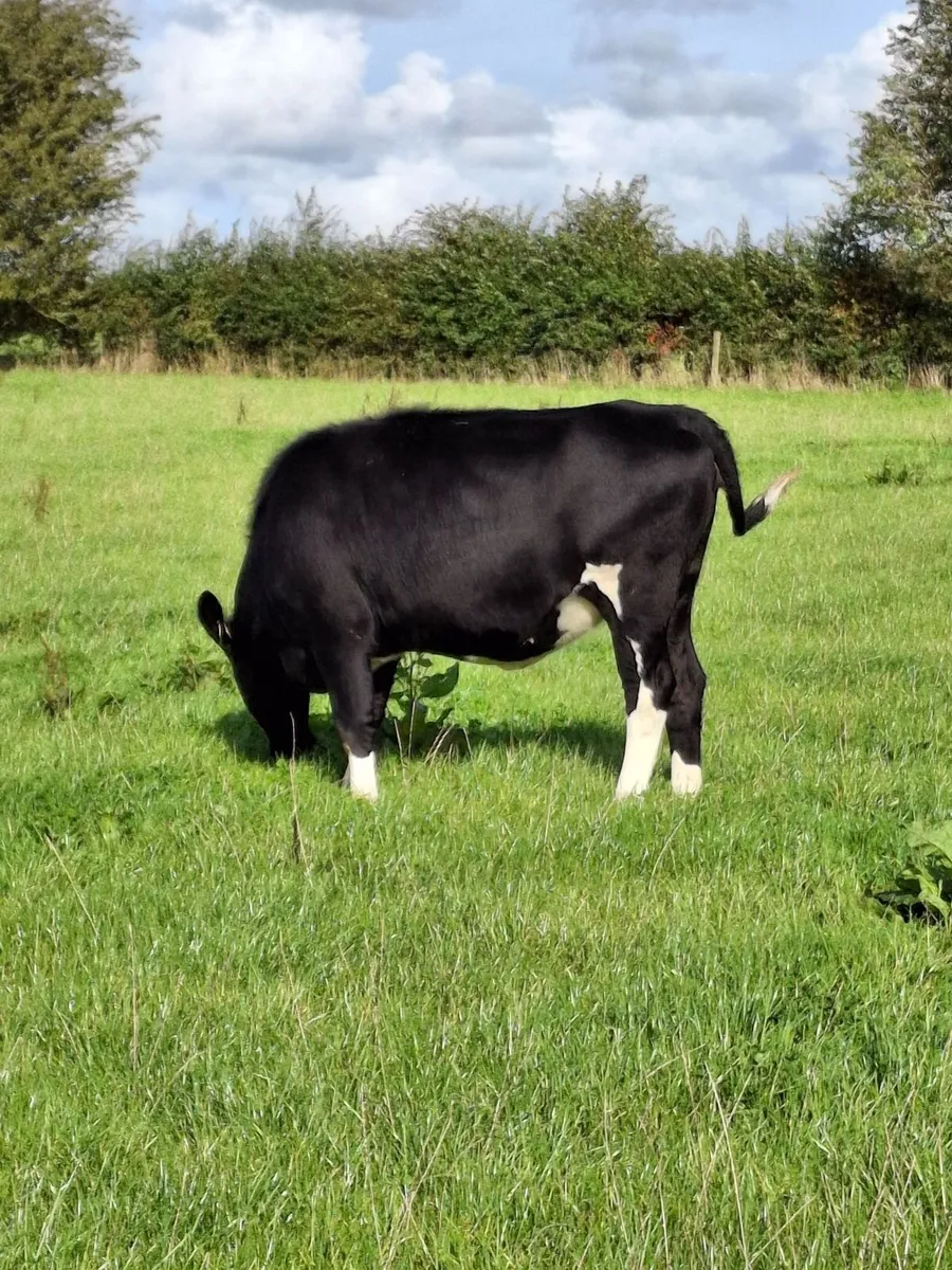 6 in calf Hol/Fr Hfrs - Image 4