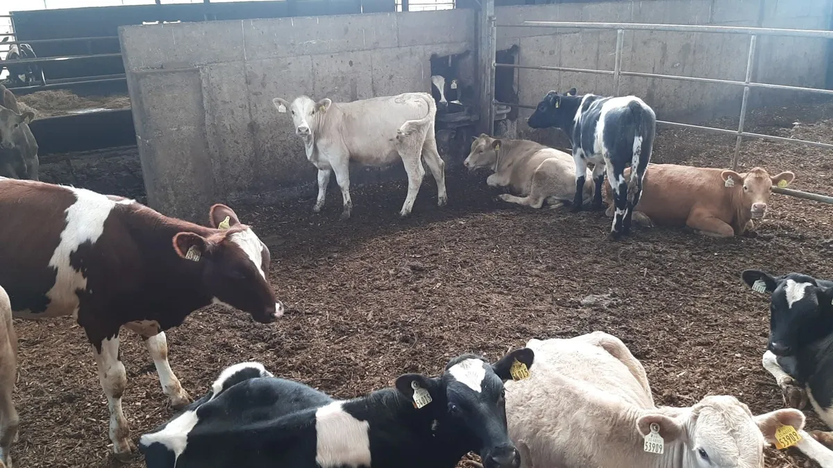 Cattle