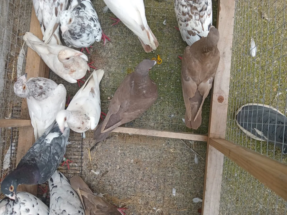 Pigeons - Image 4