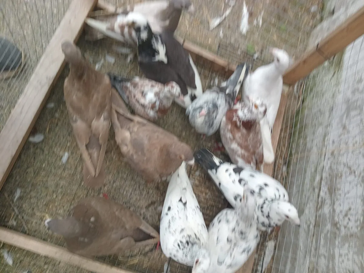 Pigeons - Image 1