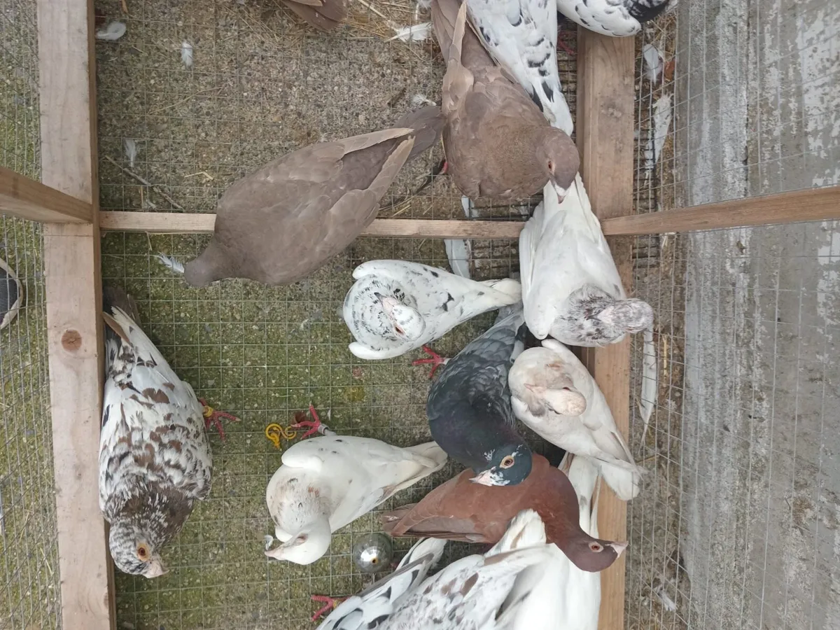Pigeons - Image 2