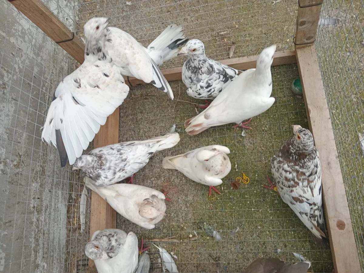 Pigeons - Image 3