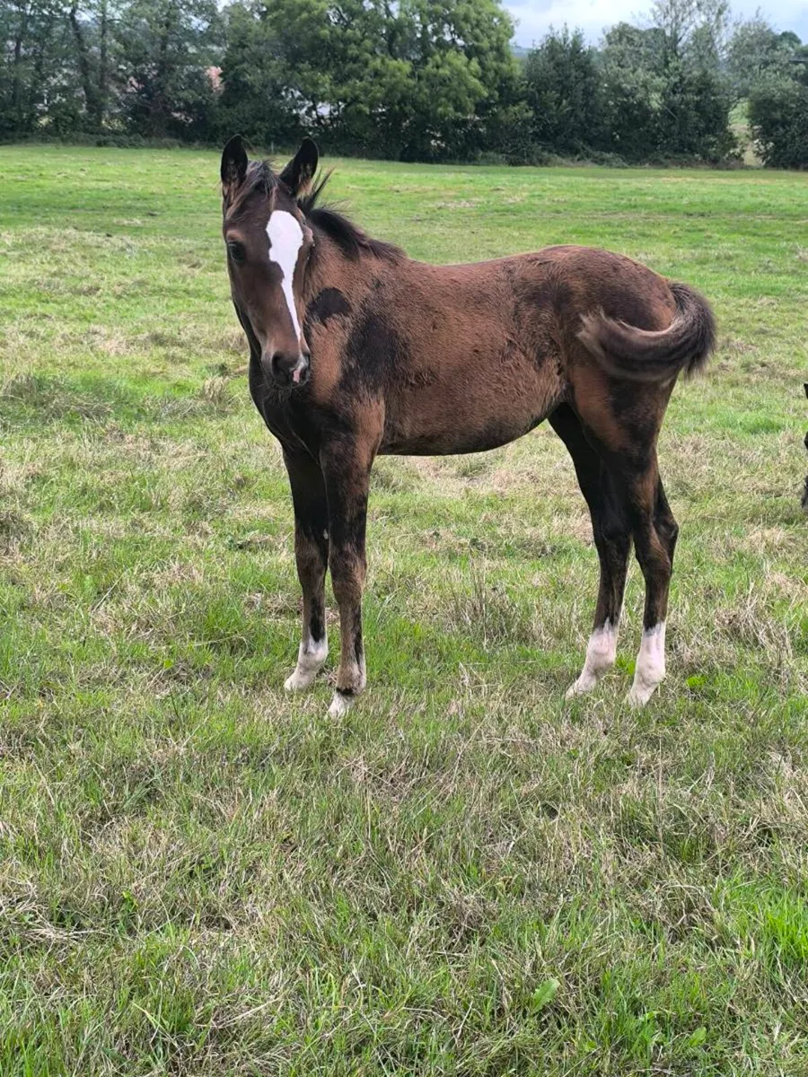 TBFilly Foal - Image 2