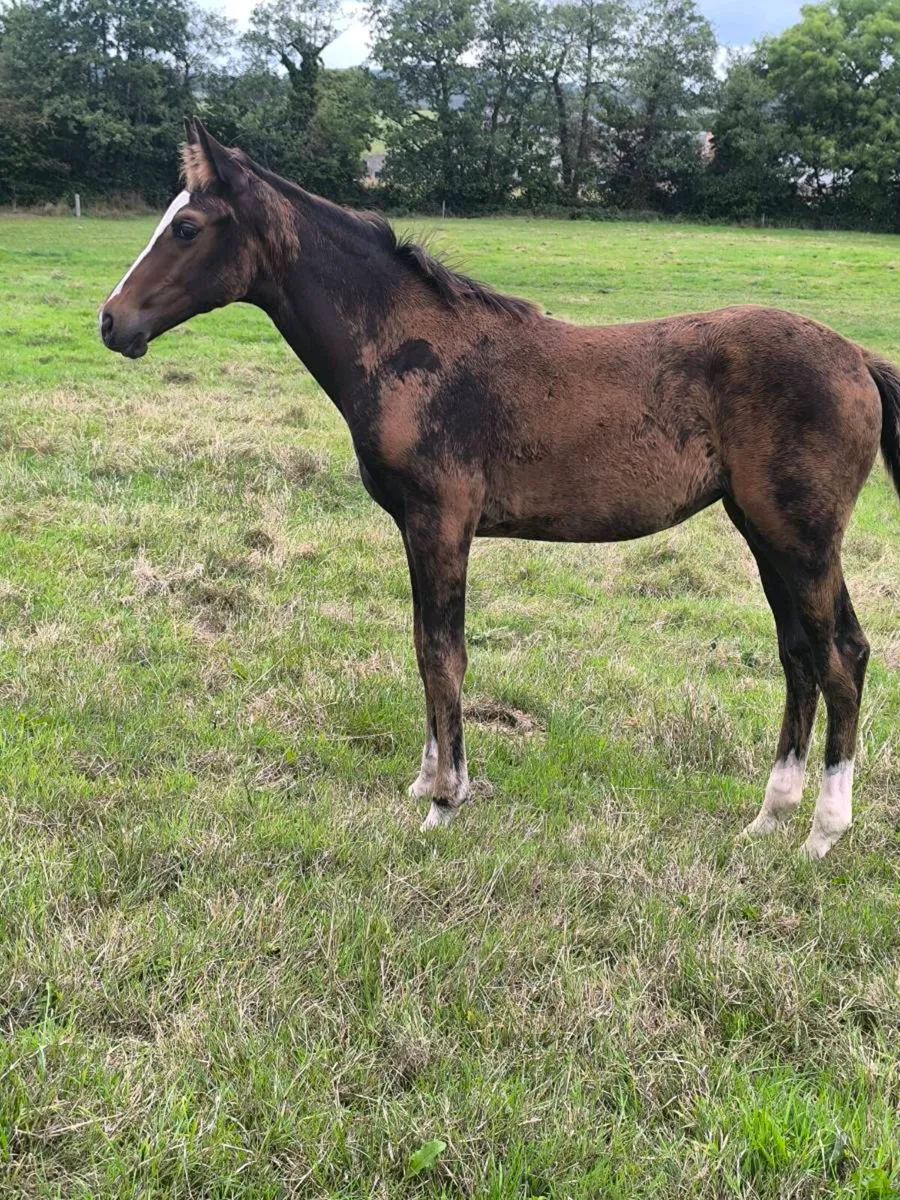 TBFilly Foal - Image 3