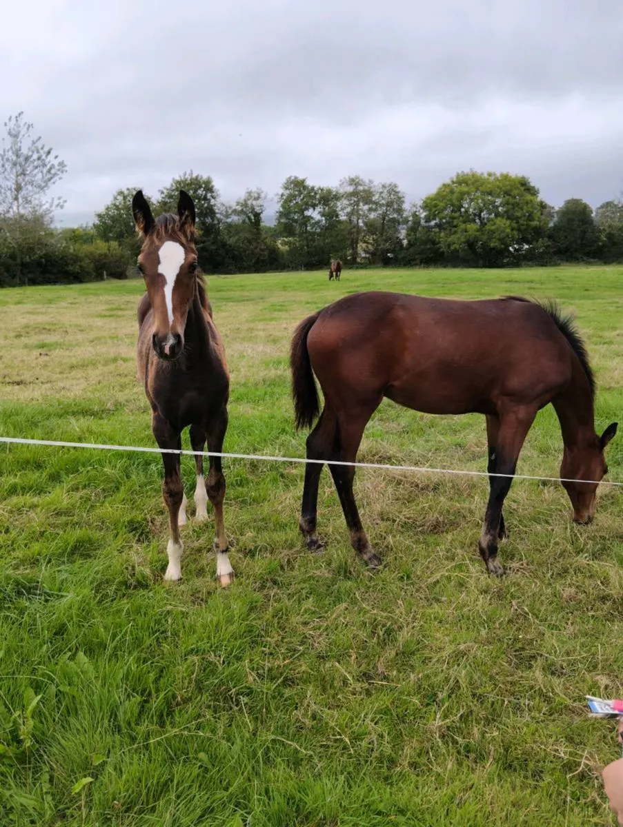 TBFilly Foal - Image 4