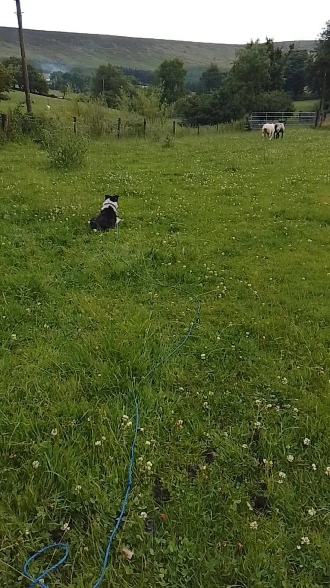 Sheep - Image 3