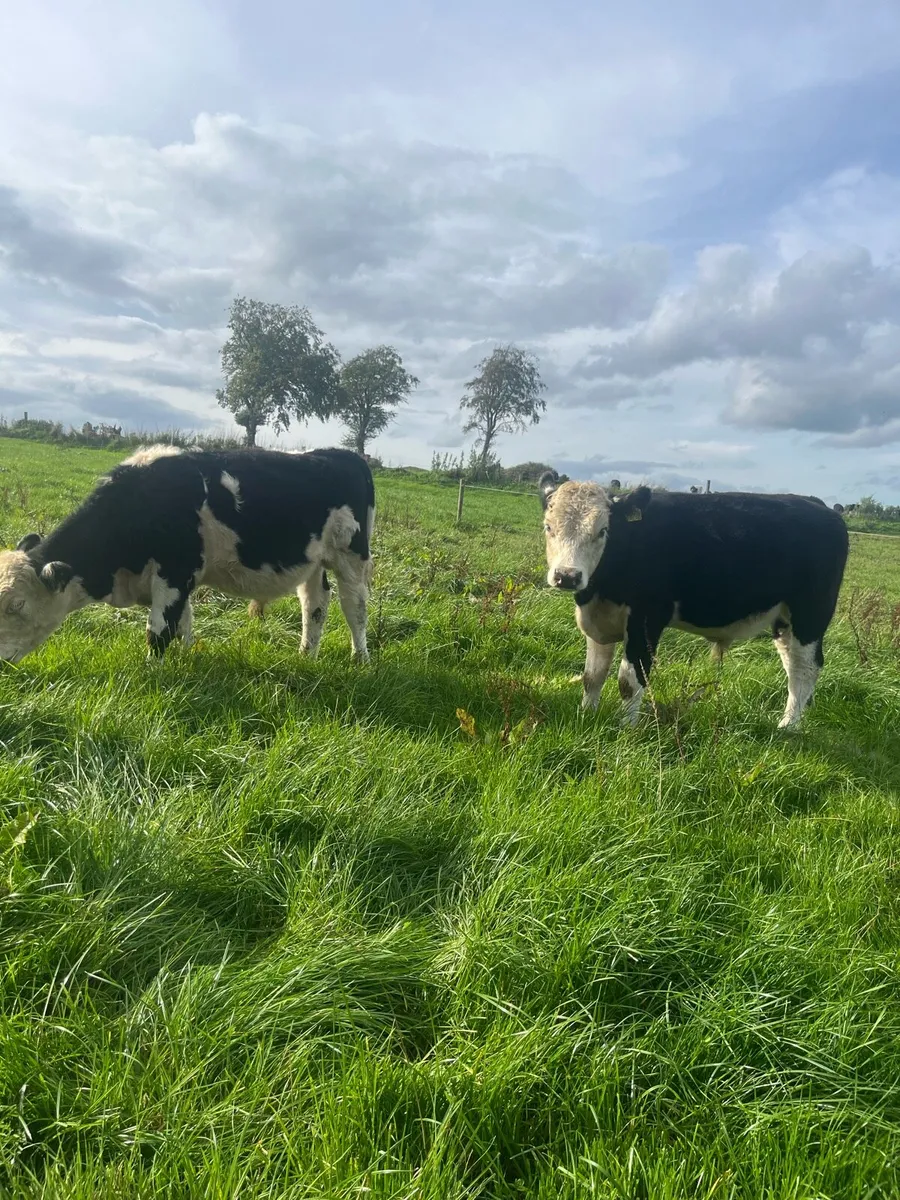 Weanling Bulls - Image 1