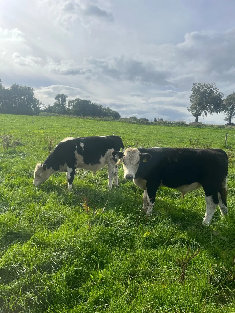 Weanling Bulls - Image 2