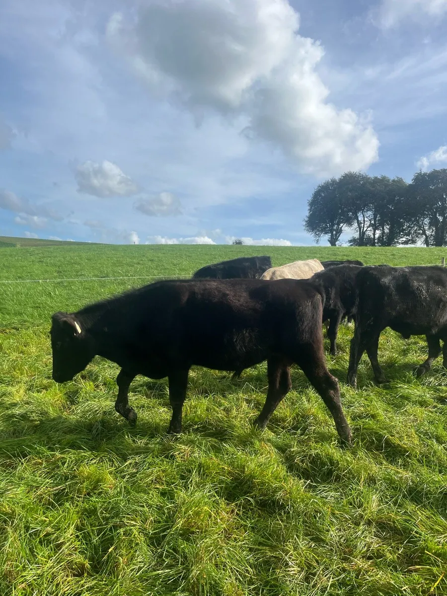 Weanling Bulls - Image 1