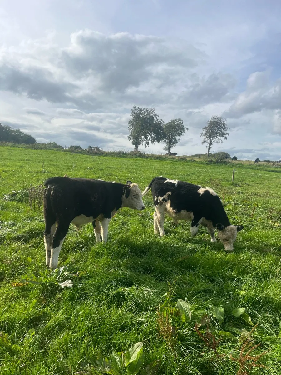 Weanling Bulls - Image 3