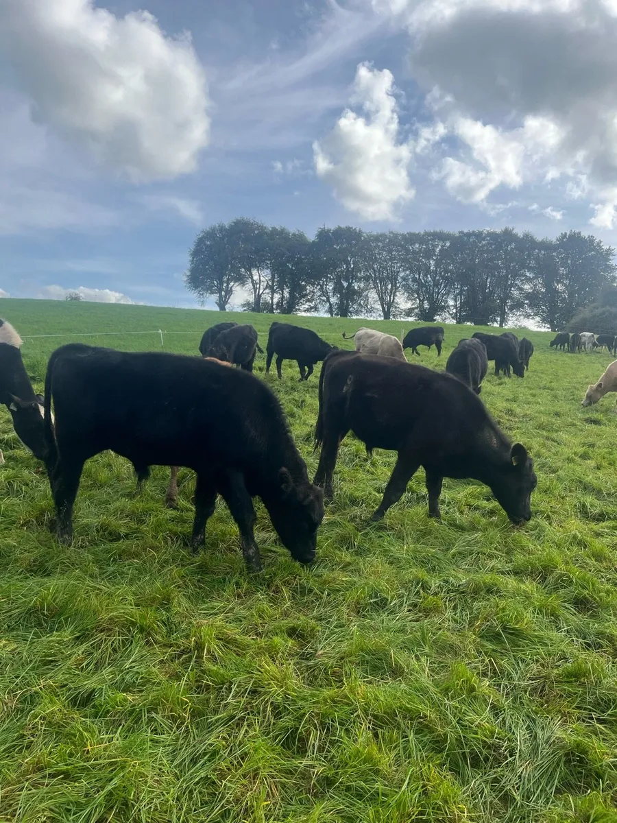 Weanling Bulls - Image 4