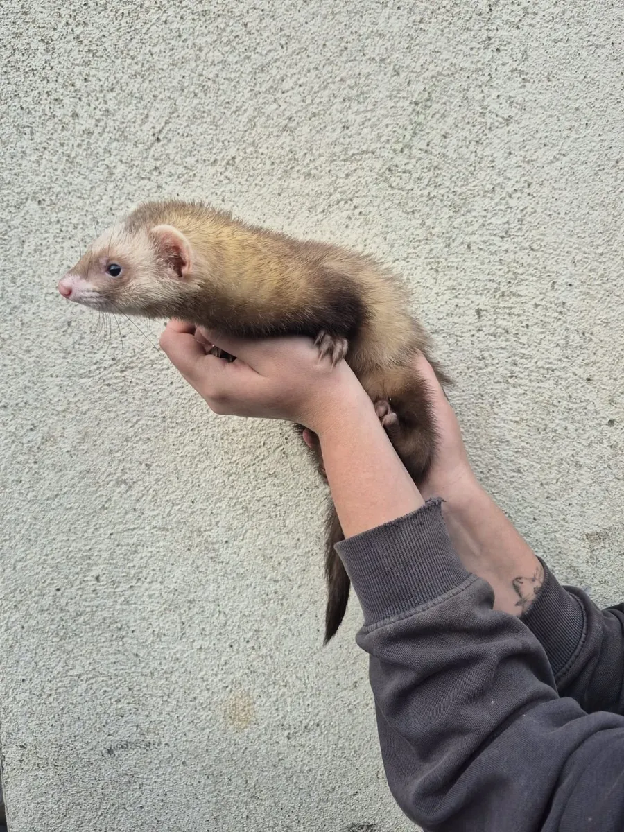 Ferrets - Image 2