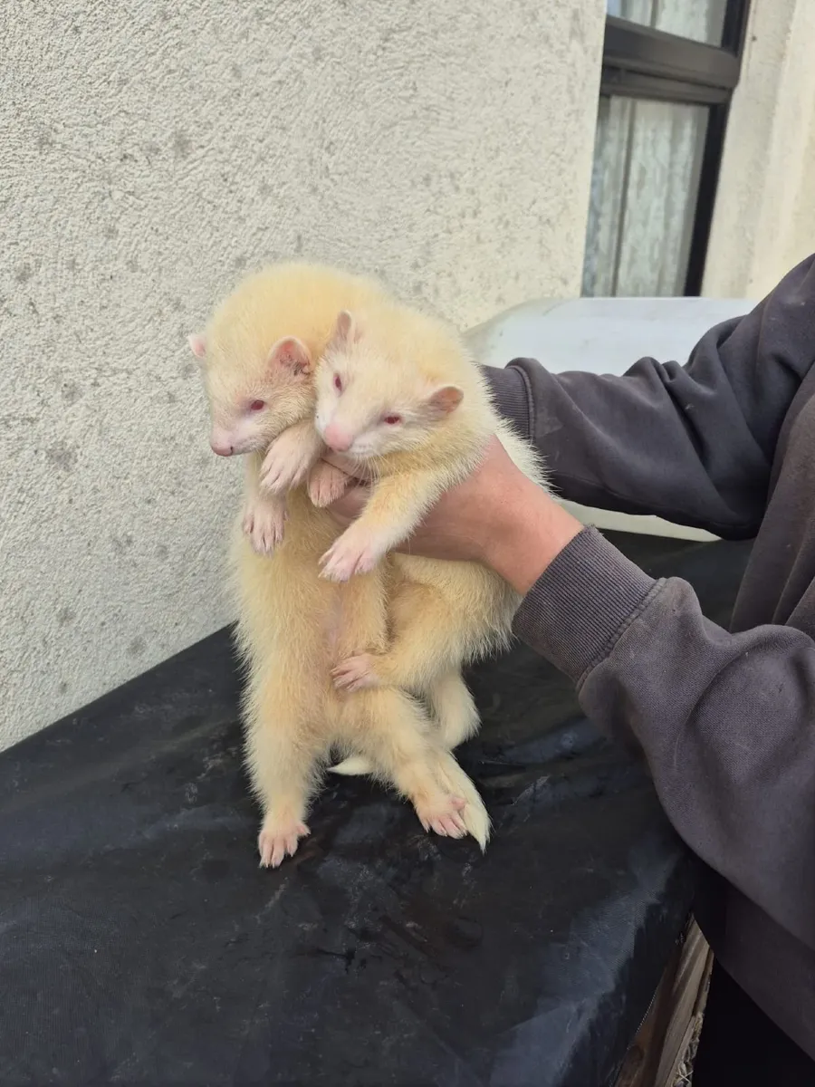 Ferrets - Image 1