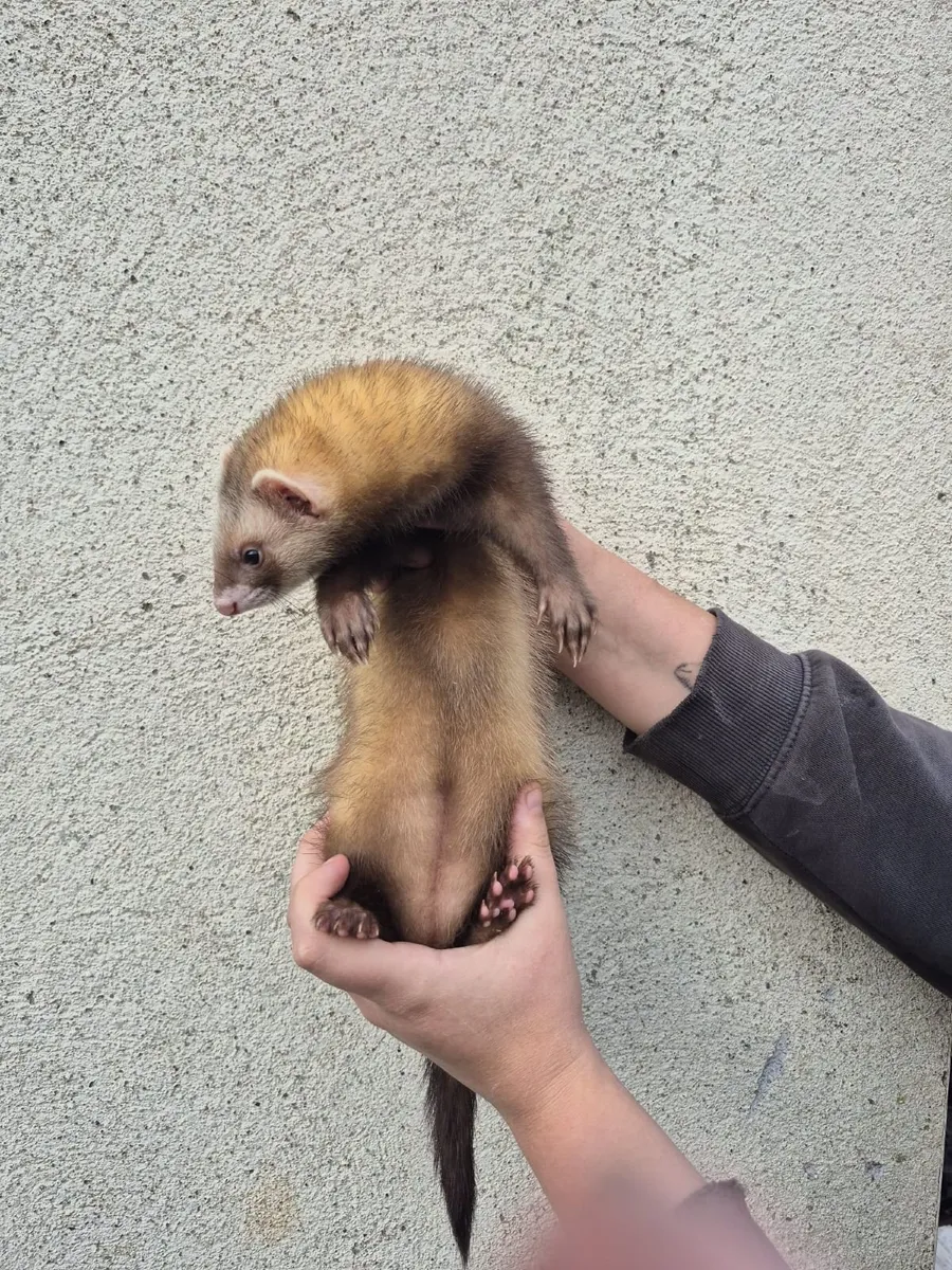 Ferrets - Image 4