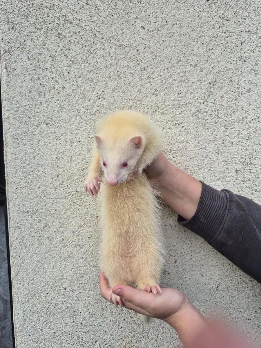 Ferrets - Image 3