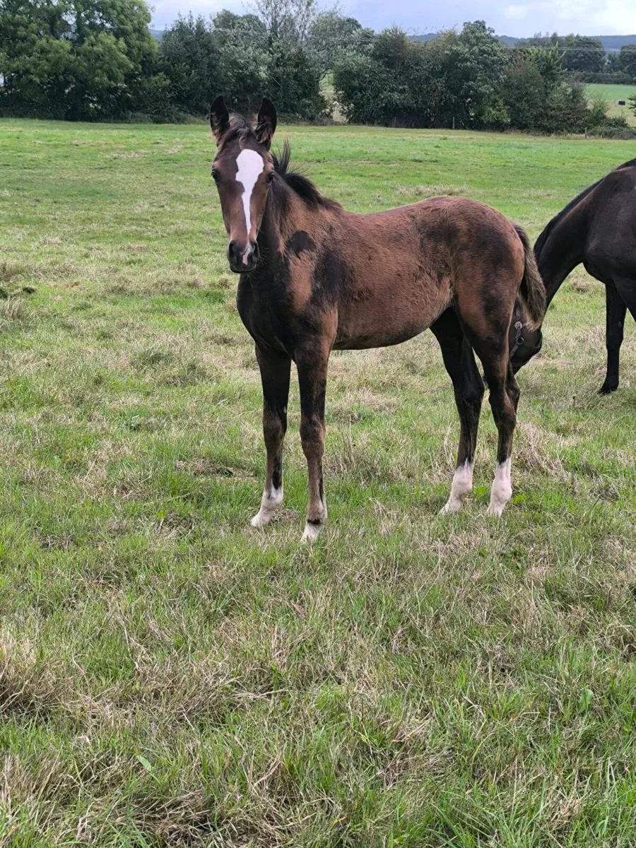 TBFilly Foal - Image 1