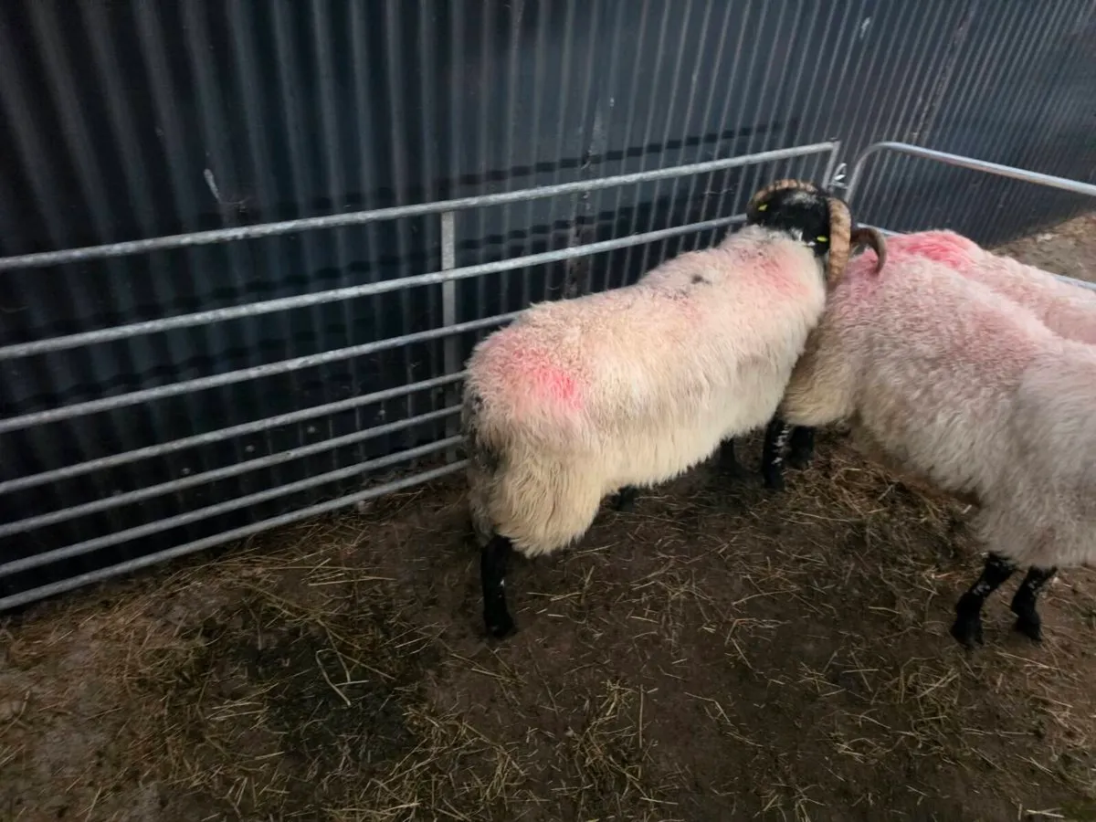 Mayo Mountain Rams - Image 2