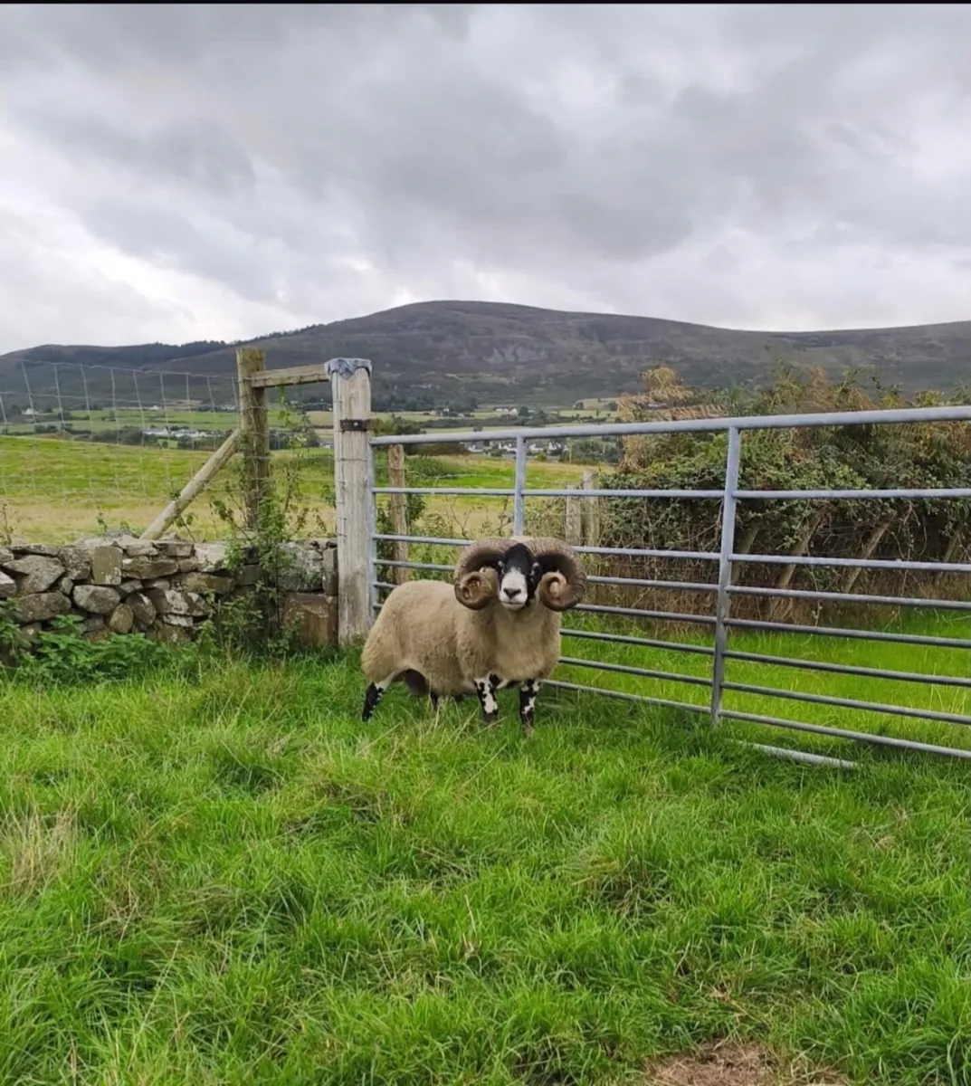 Lanark Hogget Ram for sale - Image 2
