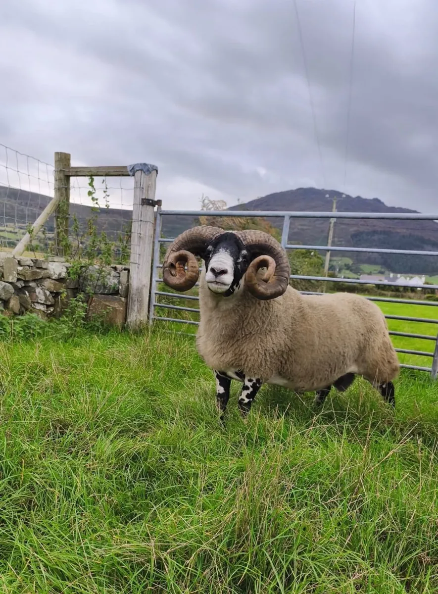 Lanark Hogget Ram for sale - Image 1