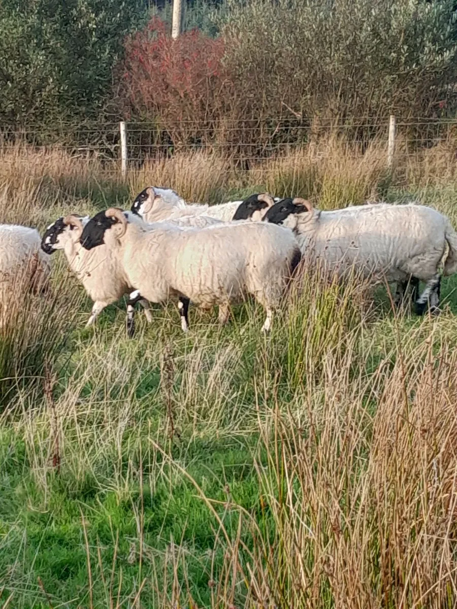 Organic Scotch Hoggets & 2 yr old - Image 2