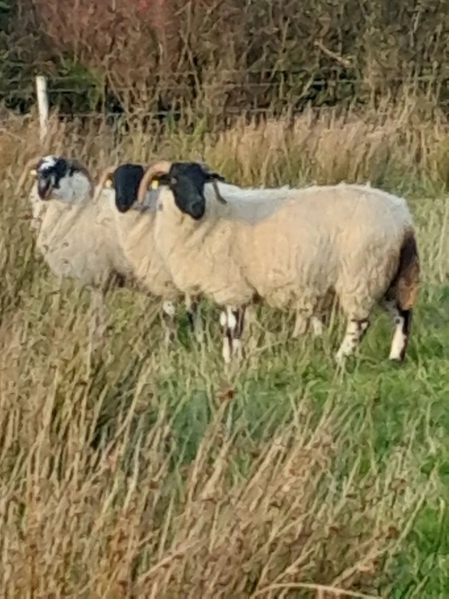 Organic Scotch Hoggets & 2 yr old - Image 1