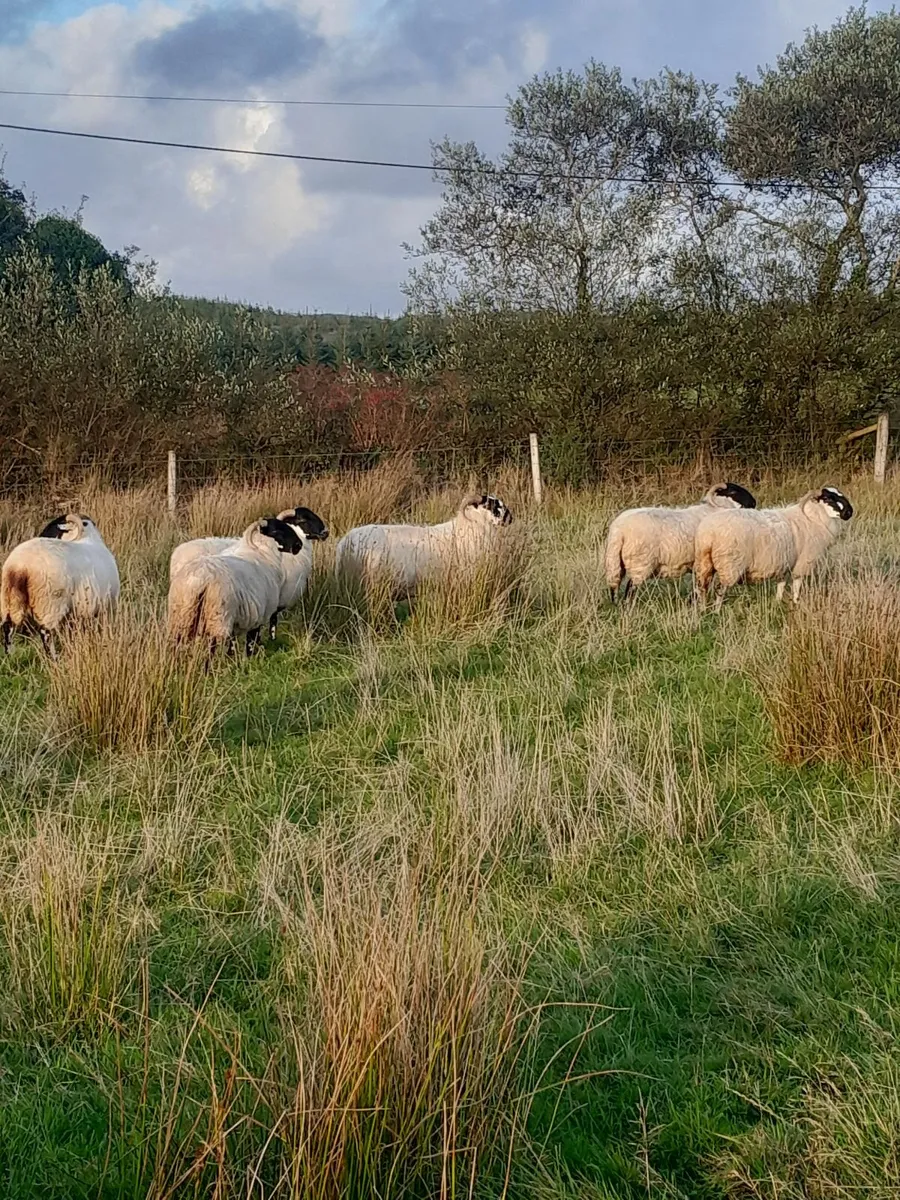 Organic Scotch Hoggets & 2 yr old - Image 4