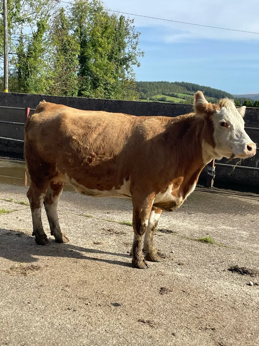 Super herford Incalf cow Incalf to limousine bull - Image 1