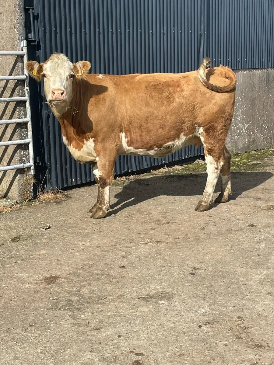 Super herford Incalf cow Incalf to limousine bull - Image 2