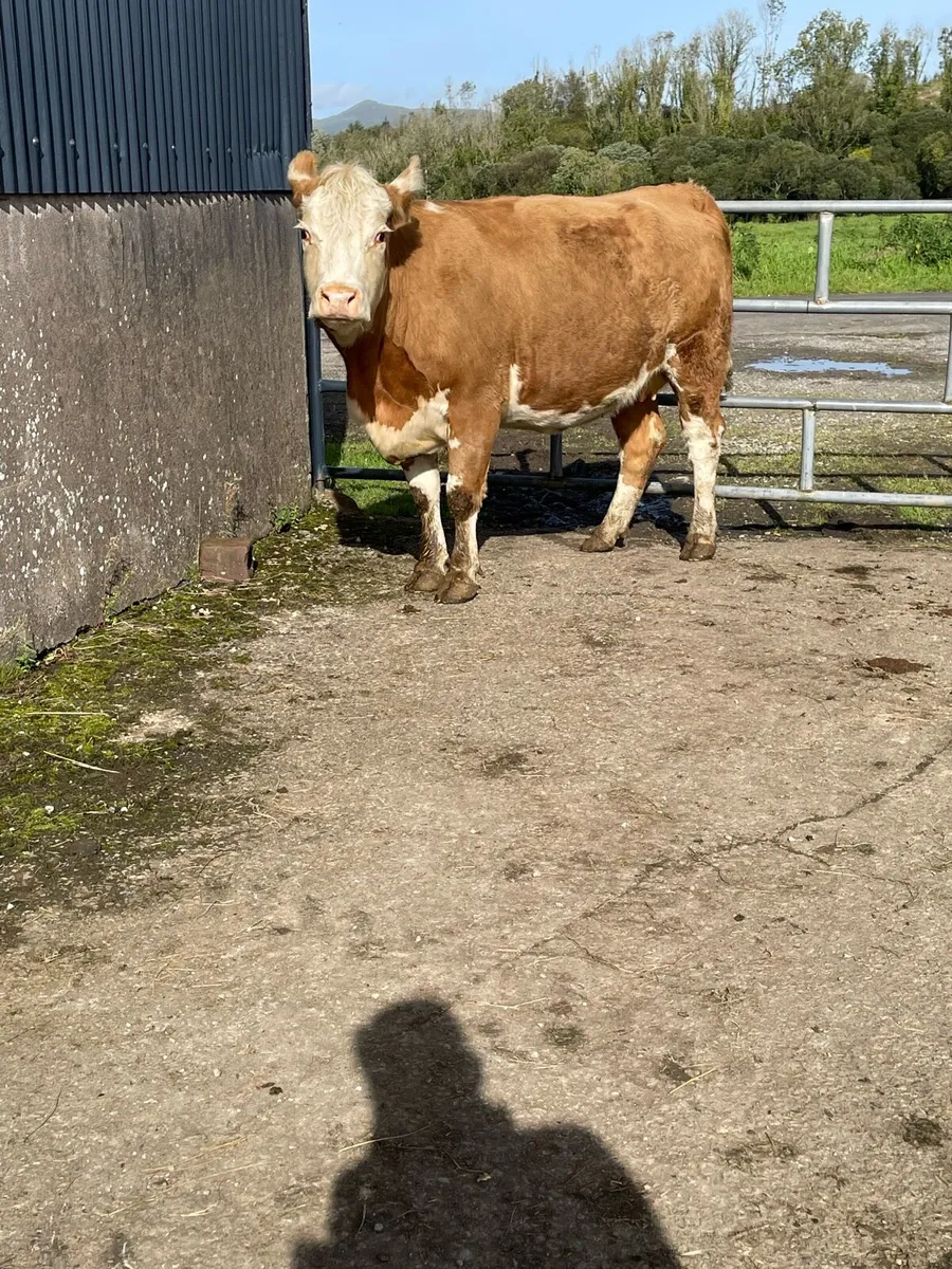 Super herford Incalf cow Incalf to limousine bull - Image 3
