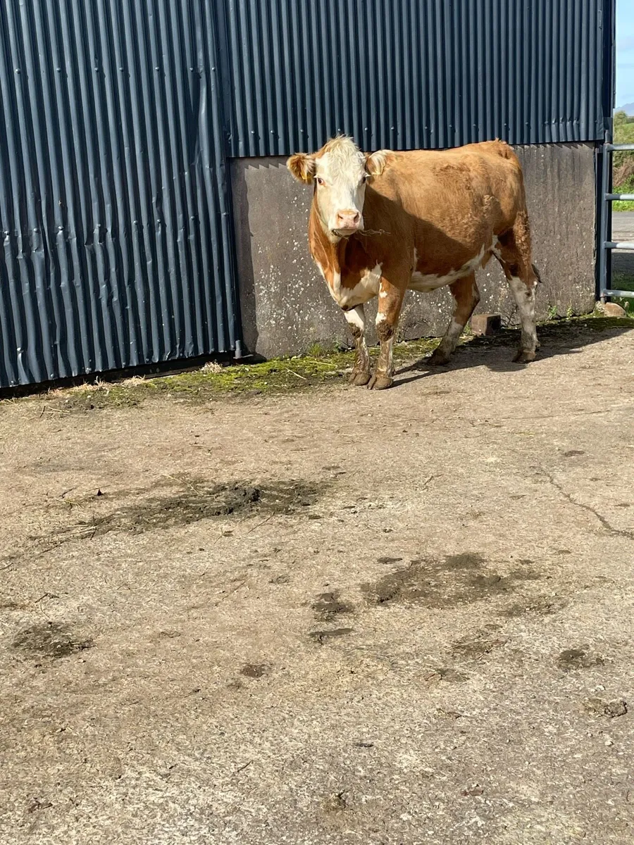 Super herford Incalf cow Incalf to limousine bull - Image 4