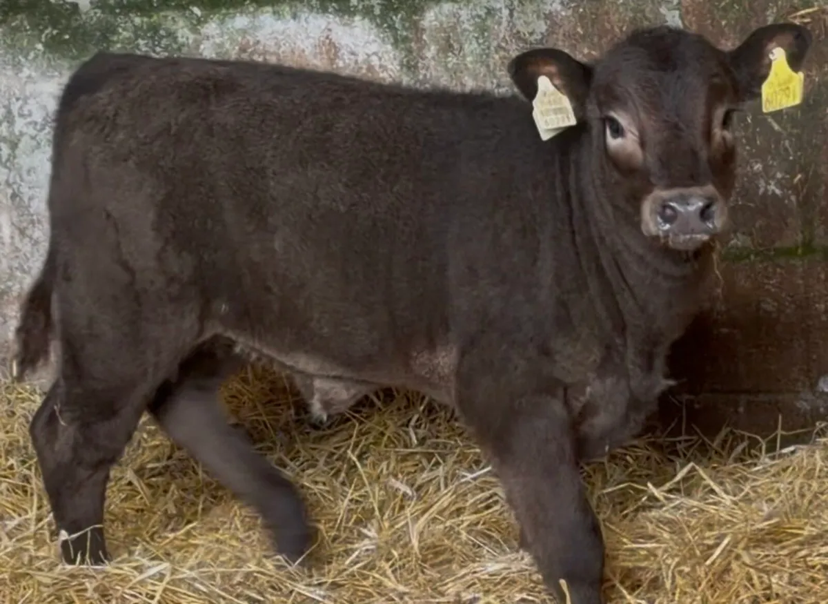 Smashing ai bread heifer calf - Image 3