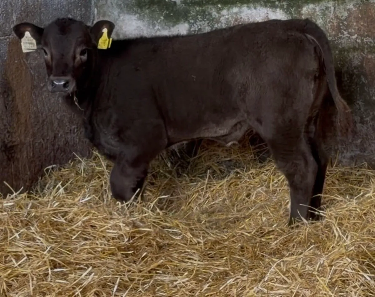 Smashing ai bread heifer calf - Image 4