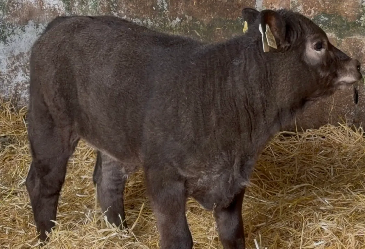Smashing ai bread heifer calf - Image 1