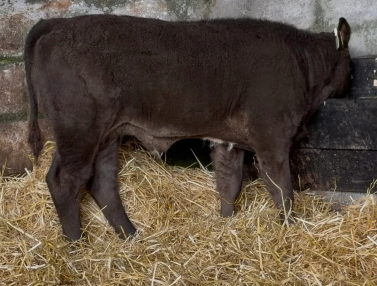 Smashing ai bread heifer calf - Image 2