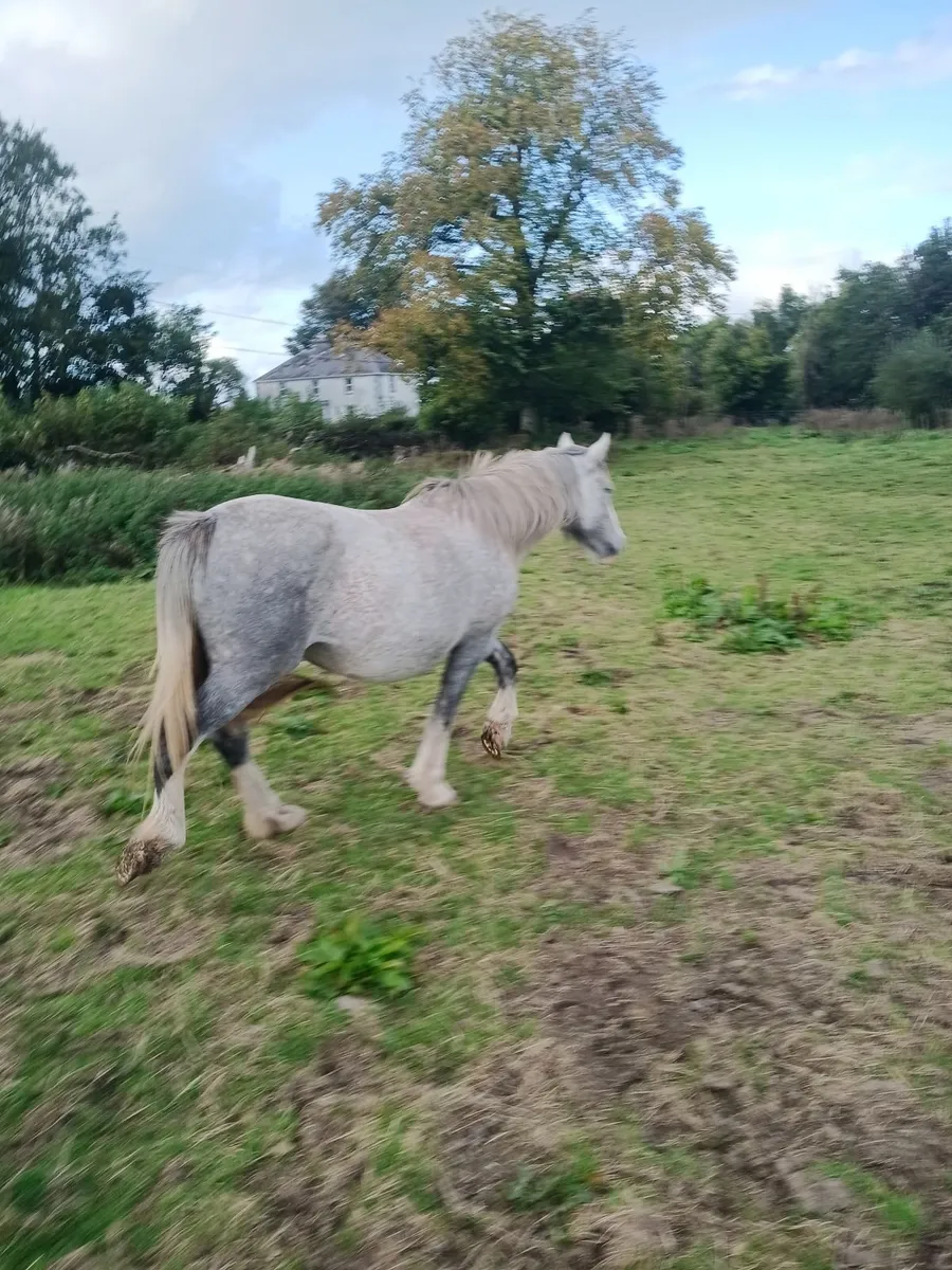 Year & a half's and foals - Image 3