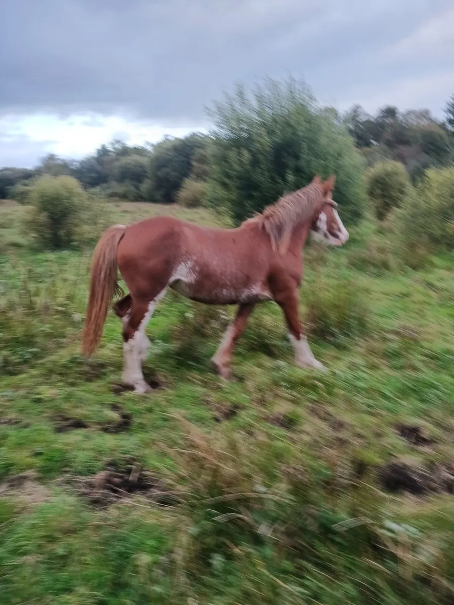 Year & a half's and foals - Image 1