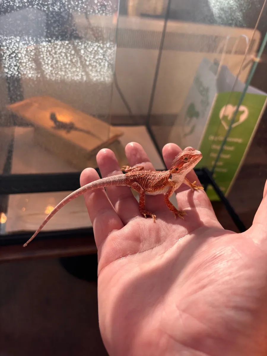 Bearded dragons - Image 1