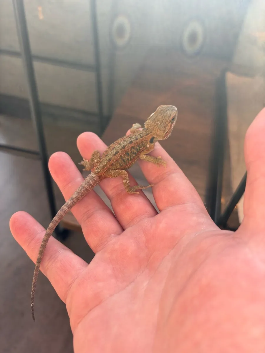 Bearded dragons - Image 3