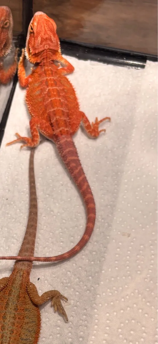 Bearded dragons - Image 4