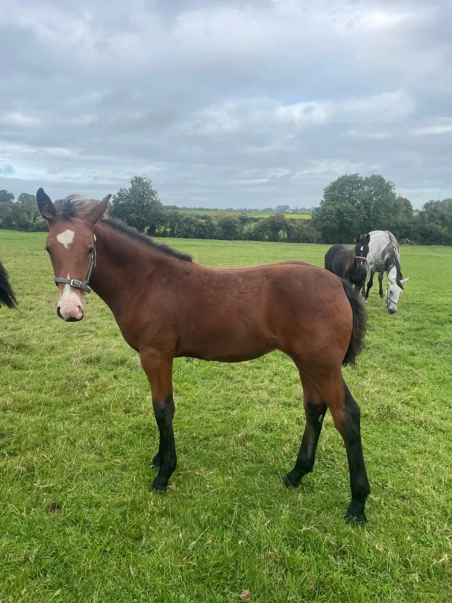 Irish Draught Filly Foal for sale - Image 1